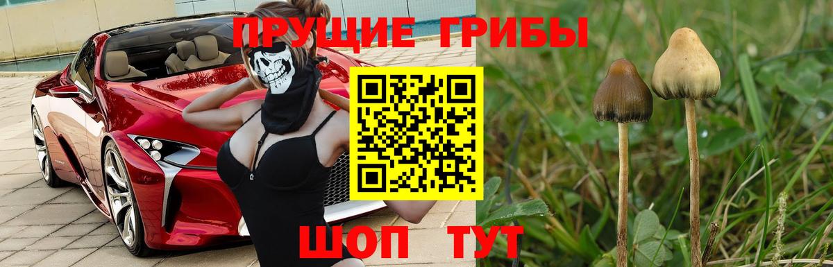 Сальск  Псилоцибиновые грибы Psilocybine cubensis  Вход с VPN 